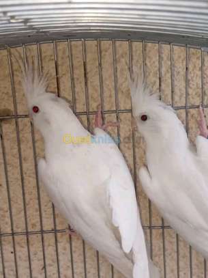 Callopsitte albinos à vendre image 4