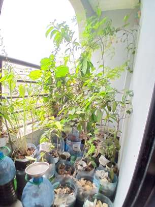 18-23 trees/plants +liquid natural fertilizer+rich soil image 2