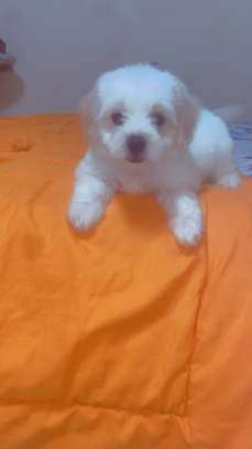 Mignon chiots image 3