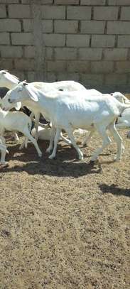 Lot de Moutons Femelle Ladoums image 11