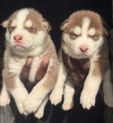 Husky chiot aux yeux bleus pur sang image 2