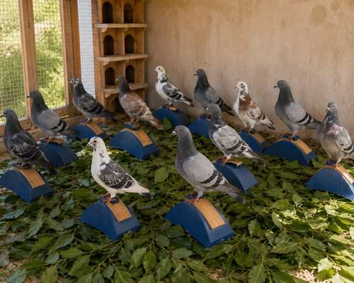 Perchoir pigeon image 2