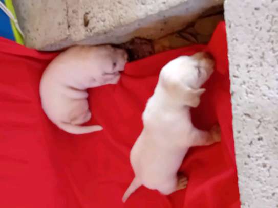 Labrador noir jeune affectueux et joueur image 14