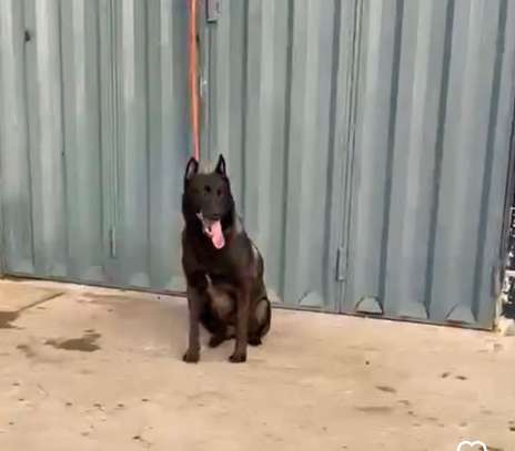 Chiots malinois pure race image 2