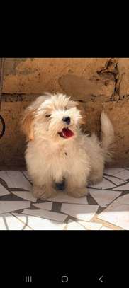 Chiots bichon maltais mâle image 4