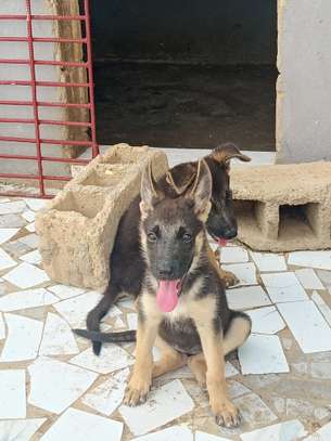 Berger allemand pur image 3