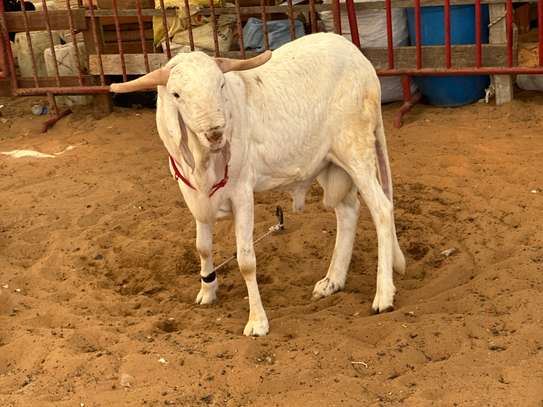 Mouton de tabaski de qualite image 10