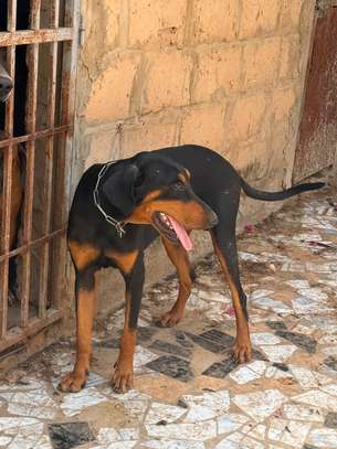 Couple doberman image 6