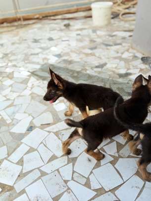 Chiot berger allemand a vendre image 3