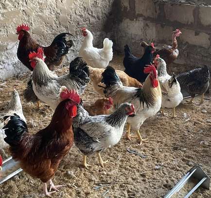 Vente poulet Goliath(poulet local). image 2