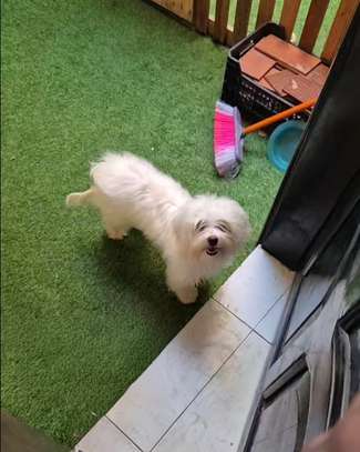 Bichon adulte image 3