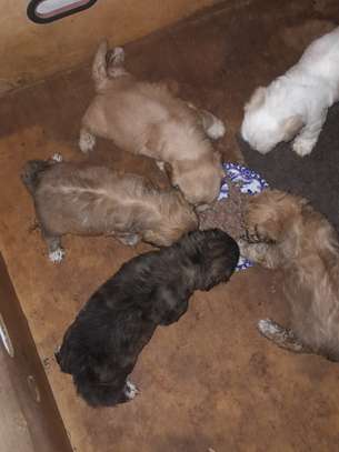 Chiots jeunes mâles et femelles pleins d'énergie image 6