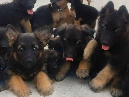 Chiots berger allemand pure race image 2