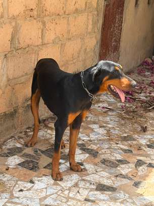 Couple doberman image 5