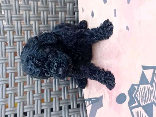 Caniche image 11
