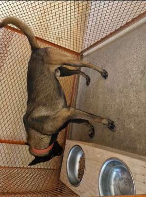 Berger malinois image 2