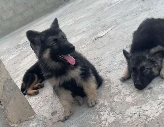 Berger Allemand chiot noir et feu image 3