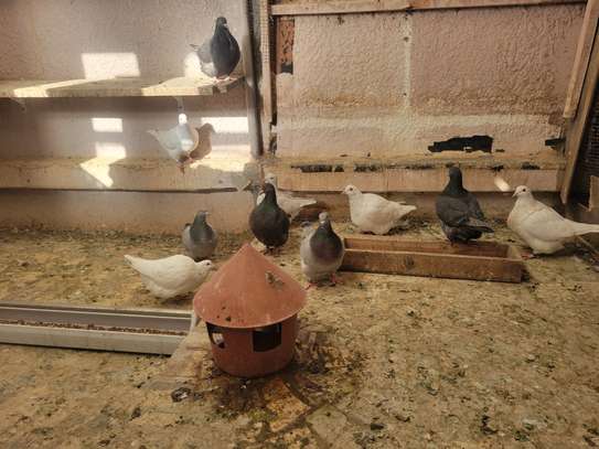 Pigeons de race image 2