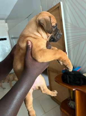 Chiot Boerboel image 2