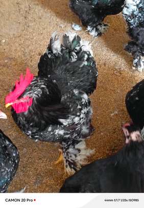 Poussins cochons cailloutés image 5
