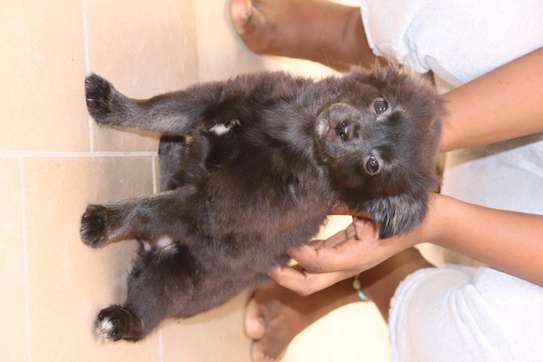 Chiots Chiwawa disponibles image 3