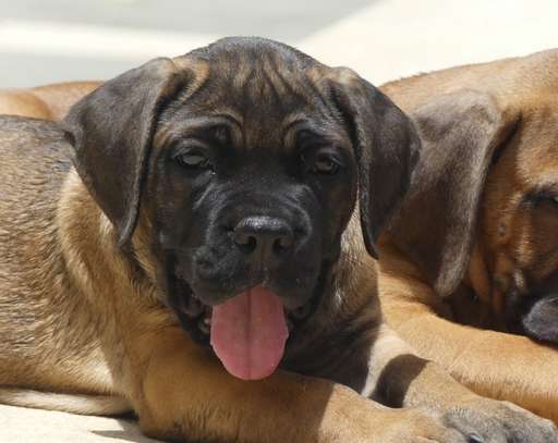 chiots cane corso image 4