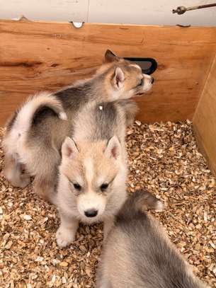 Husky de Siberie image 2