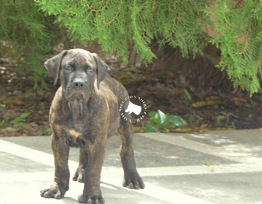 chiots boerboels image 3