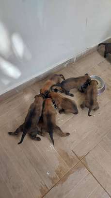 🐶 7 chiots mâles Malinois disponibles à la réservation 🐶 image 5
