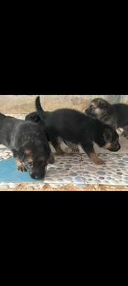 Berger Allemand chiots noir et feu vaccinés et deparasités image 3