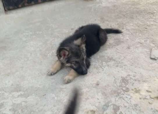 Berger Allemand chiot noir et feu image 5