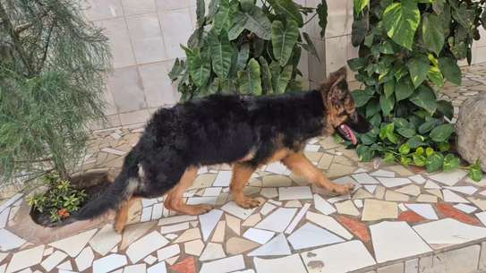 Berger Allemand 4mois dos incliné poil long image 3