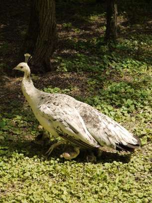 Paon bleu et paon blanc adulte plumage spectaculaire jardin image 3