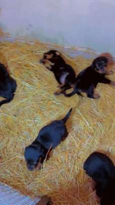 Rotweiller chiot de parents pédigrée image 2