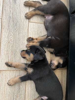 Chiot Rottweiler à vendre image 4