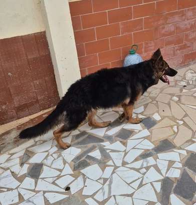 Berger Allemand femelle 6mois poil long image 2