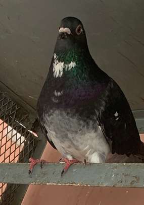 Piegeon de races et voyageurs à vendre image 9