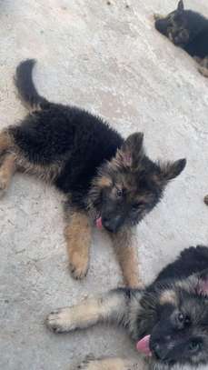 Berger Allemand chiot noir et feu image 2