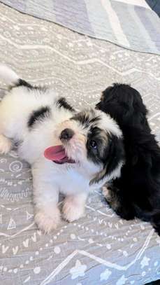 2 Chiots Bichon Maltais affectueux et joueurs image 2