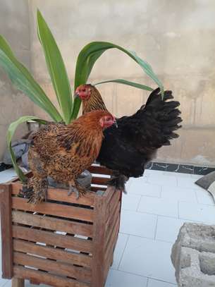 Couple. Poule bramah image 2
