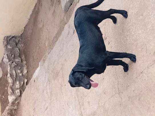 Labrador noir jeune affectueux et joueur image 3