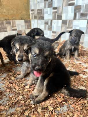 Berger Allemand chiot marron noir image 2