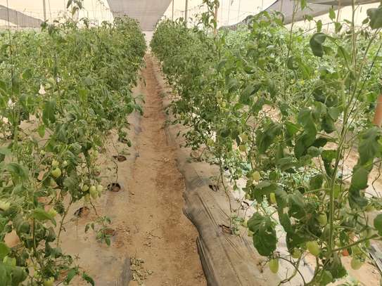 Serre agricole image 2