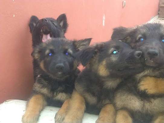 Chiots berger allemand pure race image 3