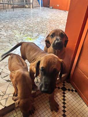 Rhodesian Ridgeback x malinois image 5