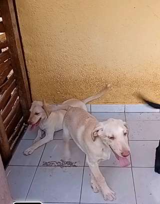 Labrador pure race image 6
