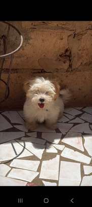 Chiots bichon maltais mâle image 3