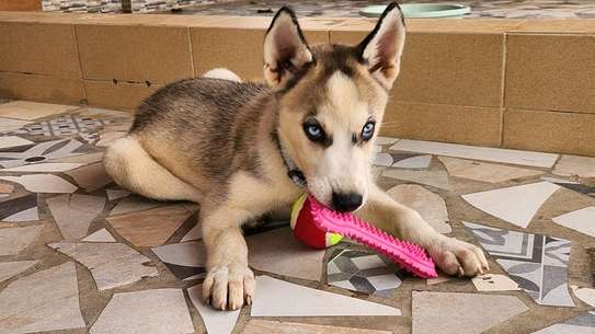 Husky image 2