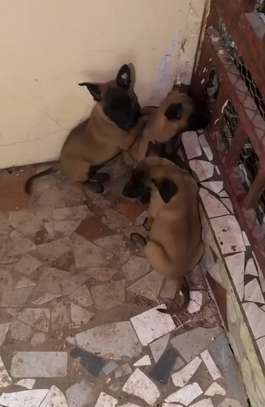 Berger malinois image 3