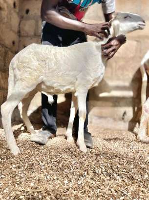 Moutons Ladoum image 6